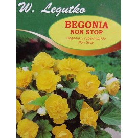 Begonia bulwiasta Non Stop żółta 1szt