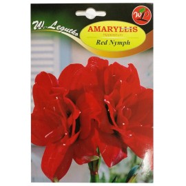 Amaryllis Red Nymph 1szt