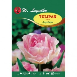 Tulipan pełny Angelique 1szt