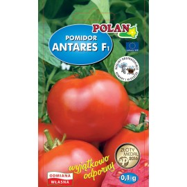 Polan Pomidor Antares F1 0,1g wyjątkowo odporny!